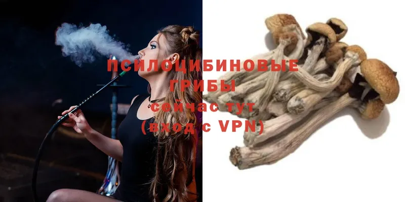 OMG зеркало  Бирск  Галлюциногенные грибы Psilocybe 